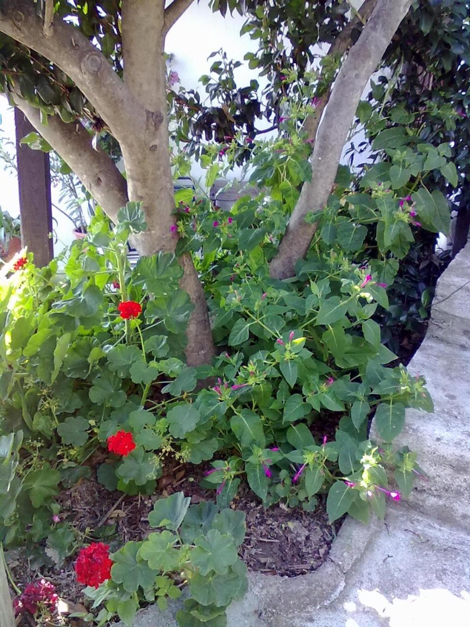 Pelion Orama Apartment Agios Ioannis  Bagian luar foto